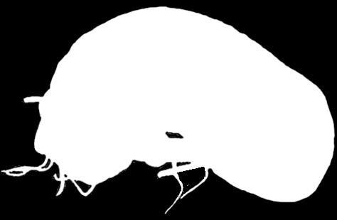 Holothuria trepang Stichopus tubuli