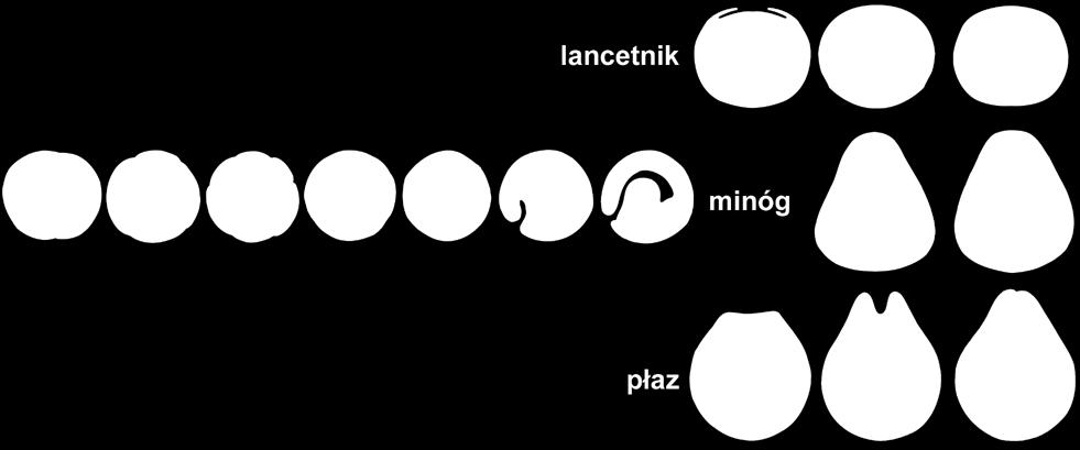 DEUTEROSTOMIA ODTWARZANIE anatomii przodka uchyłki jelita