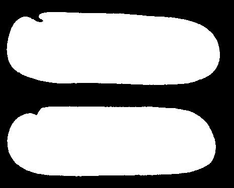 embrion lancetnika Branchiostoma cewka nerwowa chorda