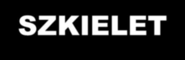CHORDATA SZKIELET