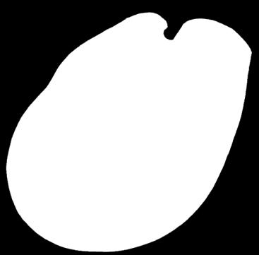 Branchiostoma otwór wylotowy
