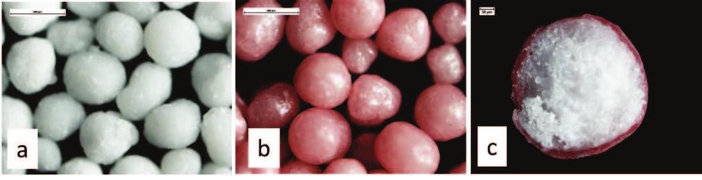 Wyniki Ryc. 34 Obraz mikroskopowy peletek formulacji CC1N (a) i CC1P (b) oraz przekrój przez peletkę CC1P (c). Znacznik skali 500 µm (a, b) i 50 µm (c). 3.4. Zawartość i szybkość uwalniania substancji leczniczych Zawartość C i Val we wszystkich sporządzonych seriach peletek oznaczono metodą opisaną w p.