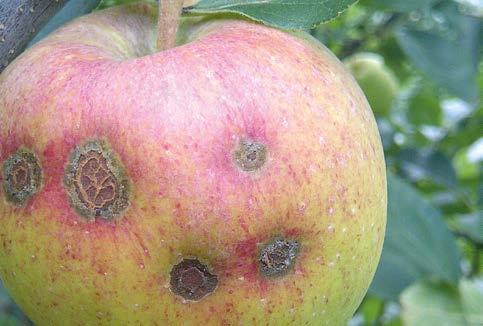 Na świecie jest wykorzystywany do zwalczania sprawców, którymi są: bakterie z rodzajów: Pseudomonas, Xanthomonas oraz Erwinia amylovora; grzyby z rodzaju Botrytis; patogeny odglebowe rodzajów: