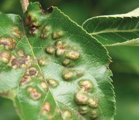 , Monilinia spp., Colletotrichum spp., a także takich chorób roślin, jak antraknoza i mączniak prawdziwy (na różnych gatunkach roślin). Serenade jest zalecane np.