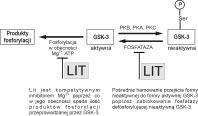 Krzysztof Pietruczuk, Jacek M. Witkowski, Mechanizmy działania soli litu Rycina 2. Bezpośrednie i pośrednie hamowanie aktywności kinazy syntazy glikogenu (GSK-3) przez sole litu (Li + ).