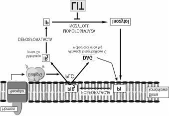 Psychiatria 2008, tom 5, nr 2 Rycina 4. Hamujący wpływ soli litu (Li + ) na monofosfatazę inozytolu Figure 4.