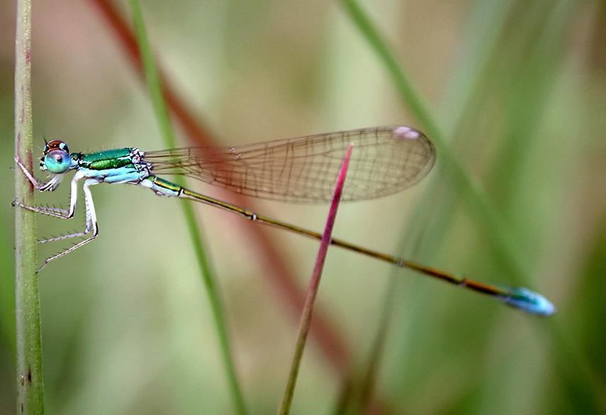 Iglica mała- Nehalennia speciosa Euroazjatycki gatunek ważki z rodziny łątkowatych. Jest najmniejszą z europejskich ważek. W Polsce jest gatunkiem rzadkim i zagrożonym w skali kraju. Tyrfobiont.