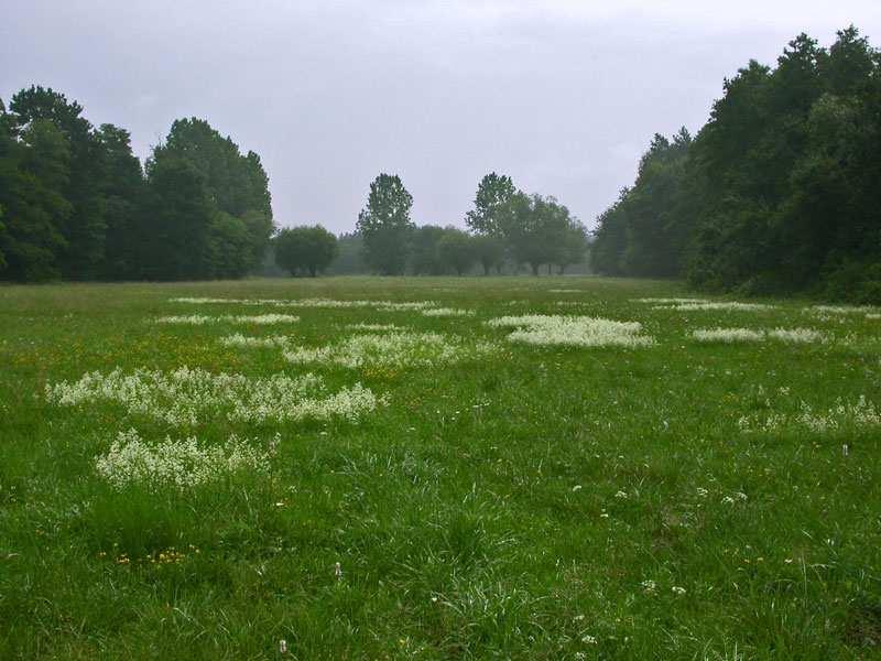 5.2.4. Obszary Natura 2000 oraz Obszary Chronionego Krajobrazu Obszar Gminy Gnojno objęty jest ochroną w ramach Chmielnicko Szydłowskiego Obszaru Chronionego Krajobrazu.