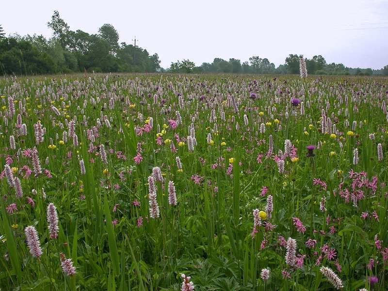Zdjęcie 2 Ostoja Szaniecko-Solecka http://www.natura2000.tbop.org.pl/pictures/oss_5.