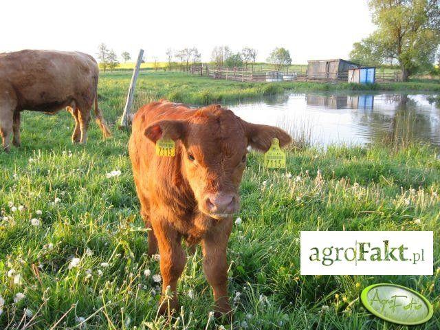 .pl https://www..pl Fot. AgroFoto.pl, użytkownik: kamieniak89 Jakie mieszanki wybierać? Oferta mieszanek traw na rynku jest bardzo bogata.