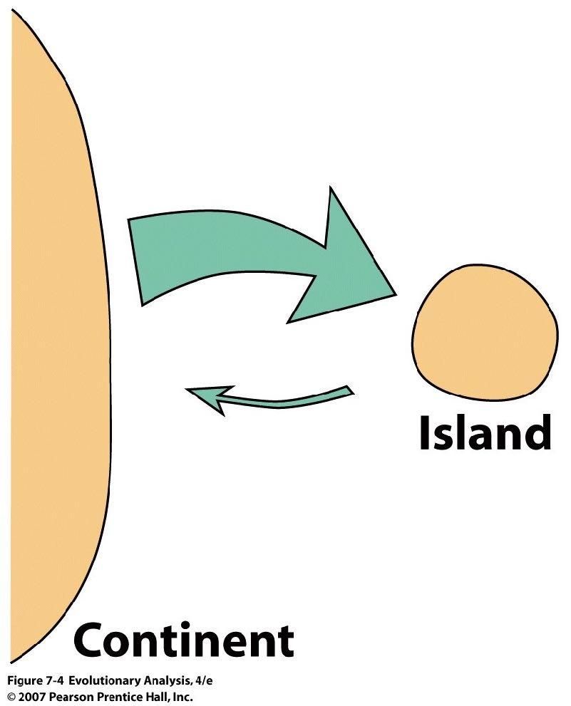 Prosty model Dopływ alleli z kontynentu do populacji wyspowej Przy