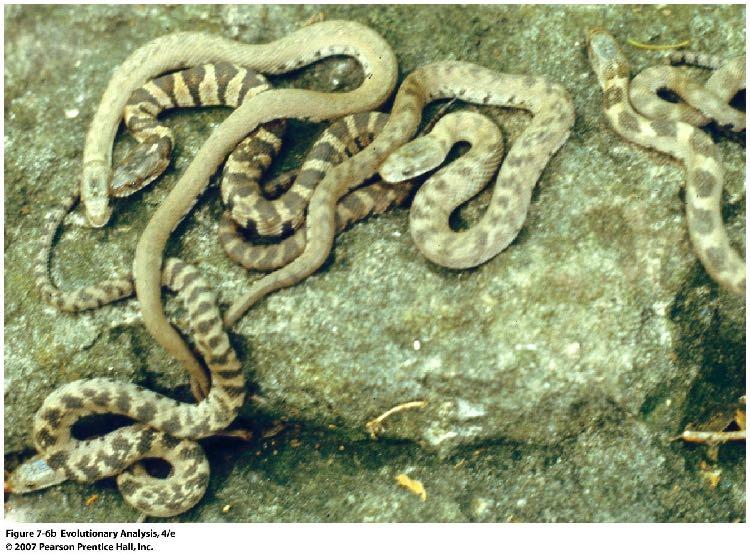 Równowaga migracja - dobór Ubarwienie u węży Nerodia sipedon forma jednolita: