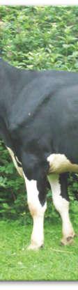 Inbreeding and relationship in Polish Black-and-White effects on milk production, calving per- formance, fertility, and conformation in Irish Holstein-Friesians. J. Dairy Sci., 90, 9: 4411 4419.