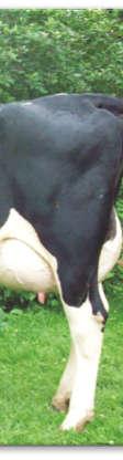 Udder health shows inbreeding depression in Danish Hol- steins. J. Dairy Sci., 89: 4077 4082. Strabel T. (2001). Ograniczanie inbredu we współczesnej hodowli bydła mlecznego. Pr. Mat. Zoot.