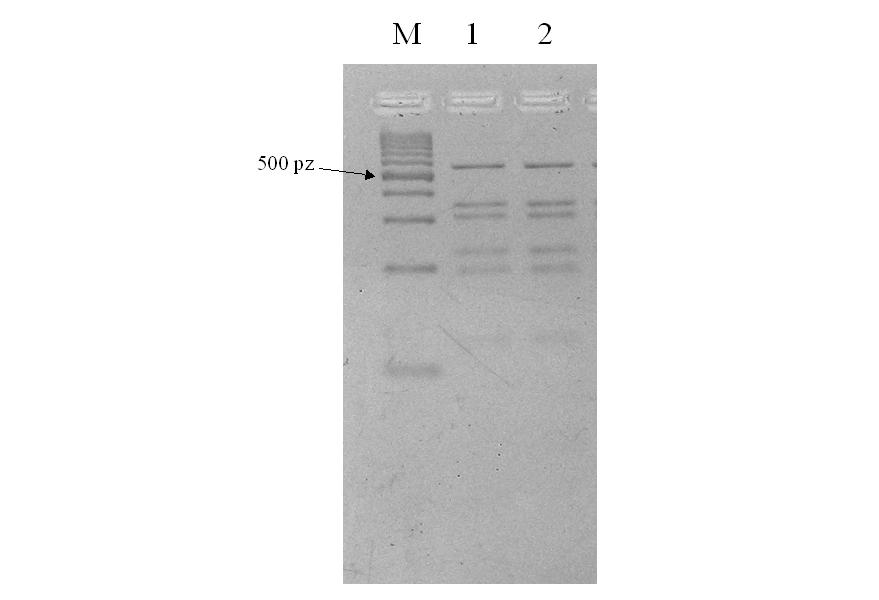 Nr 3 E. coli O157 fermentujące sorbitol 177 kodowanych plazmidowo genów: katp - kodującego bifunkcjonalny enzym katalazę - peroksydazę oraz espp - kodującego proteinazę serynową.