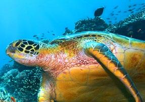 SZKOLENIE NA RAJSKICH WYSPACH OCEANU INDYJSKIEGO SESZELE MAHE PRASLIN CURIEUSE SAINTE ANNE LA DIGUE - MAHE TRASA REJSU WYPRAWY SZKOLENIOWEJ Dzień 1 - sobota: przylot do Mahe Po przylocie do Mahe czas