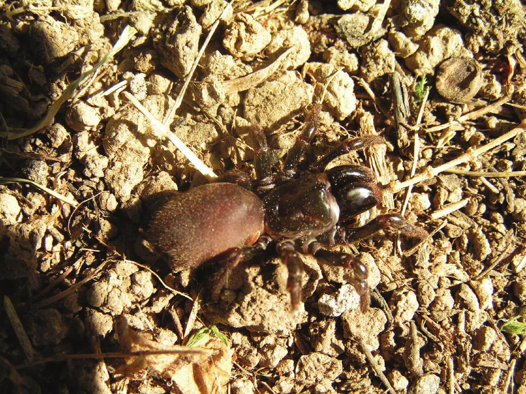 Ryc. 1. Gryziel stepowy w rezerwacie Góry Pieprzowe pod Sandomierzem (stanowisko 5) sfotografowany 9 września 2005 (fot. B. Staniec). Fig. 1. Atypus muralis in the Góry Pieprzowe reserve near Sandomierz (site number 5) on 9 November 2005 (photo B.