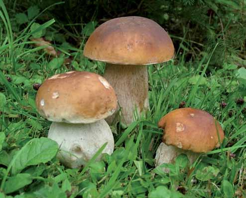 55 Dary lesa Zberné hospodárstvo ponúkalo možnosť malého zárobku prostredníctvom zberu a predaja lesných plodov ako čučoriedok borufky, lesných malín, jarabiny skorucha, plané jablká kvicorky, slivky