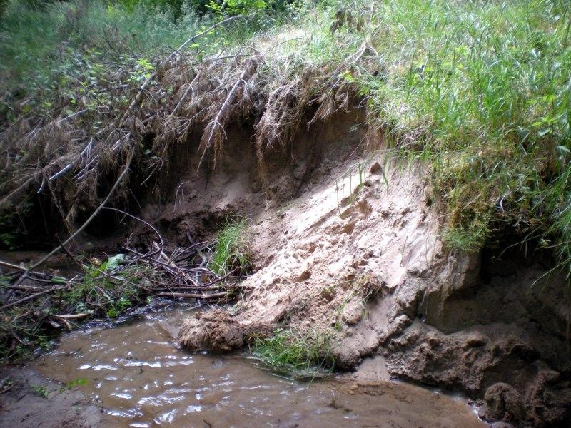 Stawy bobrowe powstają poprzez zatamowanie przepływu wody w korycie. Specyficzną formą powstającą przy stawie bobrowym są nisze erozyjne (fot. 1, 2, 3, 4 i 5).