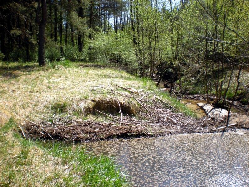 Fot. 4. Nisza erozyjna z dobudowaną tamą, staw bobrowy nr 9. Fot. M. Rurek 15 04 2011 bocznej. Konsekwencją takiego stanu rzeczy jest powstanie niszy erozyjnej.