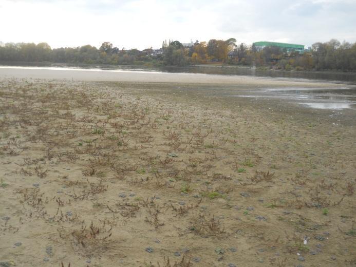 Fot. 7. Roślinność na łasze pseudozakolowej w Fordonie 772 km Wisły (fot. 23.10.2012 r.).