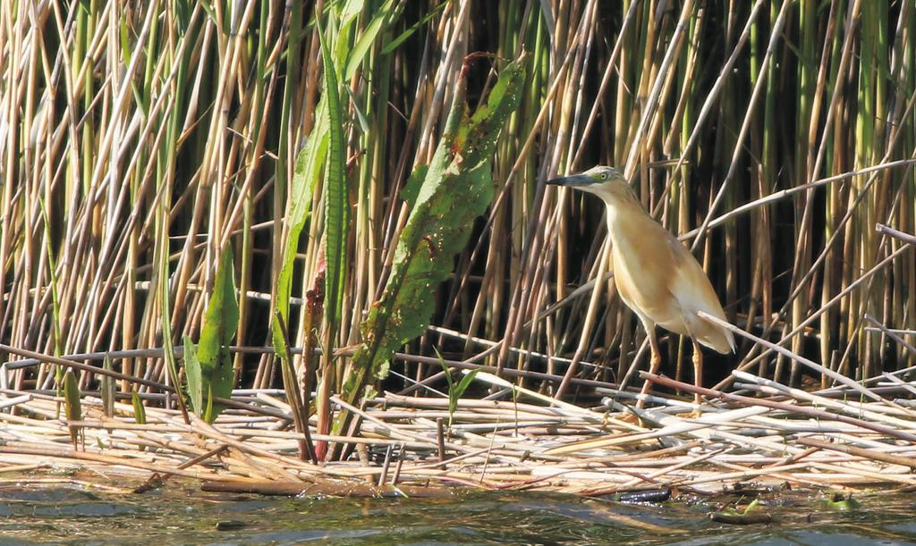 Fot. 3. Czapla modronosa Ardeola ralloides obserwowana na początku czerwca w Hadrze (woj. śląskie, fot.