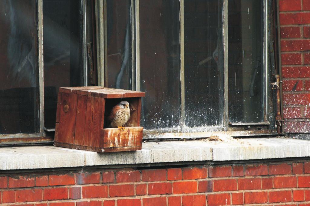 Lęg pustułki liczący 8 jaj (fot. M. Pietkiewicz) Photo 2.