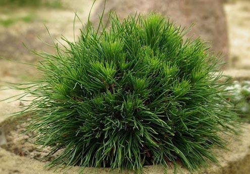 71. Pinus mugo