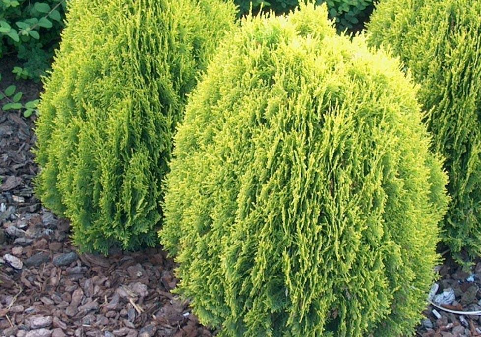 Thuja orientalis