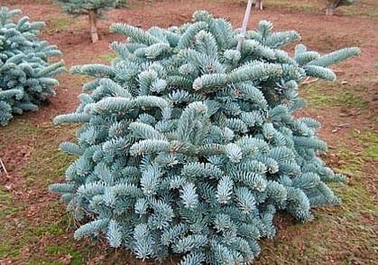 9.  Glauca C-15