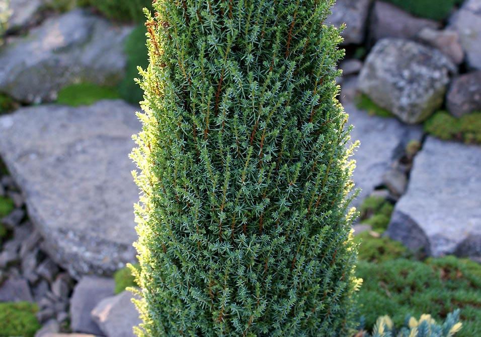 36. Juniperus