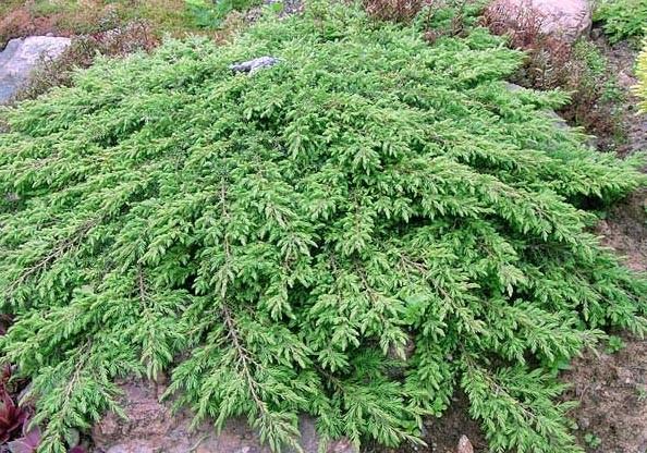 38. Juniperus