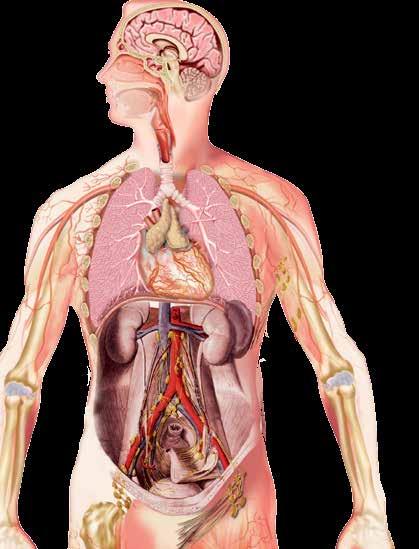 3.3 OWODOWE NARZĄDY LIMFAYCZNE Śledziona Do obwodowych narządów limfatycznych należą: śledziona, y węzły y limfatyczne, MAL y (mucosa-associated lymphoid tissue; tkanka limfatyczna związana z błonami