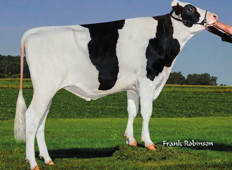 COACH EDG Jabir Coach 57509-ET Jabir x Armitage x Planet 151HO01614 DAREDEVIL EDG Uno Daredevil 8369-ET Numero Uno x Shamrock x Boliver 151HO00736 Reg: HO840003010356256 Ur. 04.01.2014 DMS: 345 aaa: 423 AB A1A2 Reg: HOUSA000072436916 Ur.