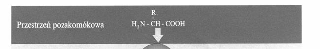 Podstawy biochemii 22