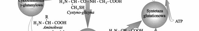γ-glutamylopeptydu do transportowanego aminokwasu, a następnie przeniesienia