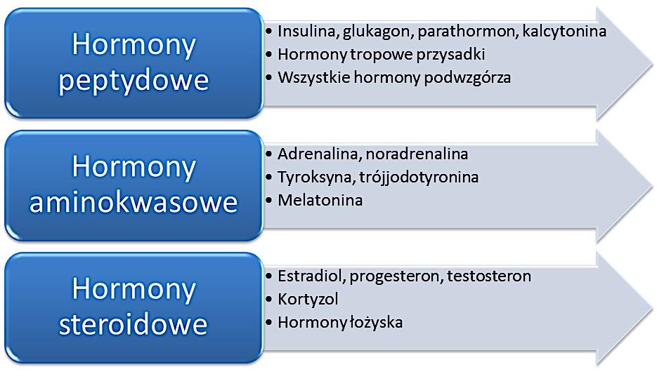 4 Układ hormonalny Układ dokrewny- budowa i funkcje Rolą układu dokrewnego jest produkcja i wydzielanie przekaźników chemicznych kontrolujących czynności innych komórek i tkanek.