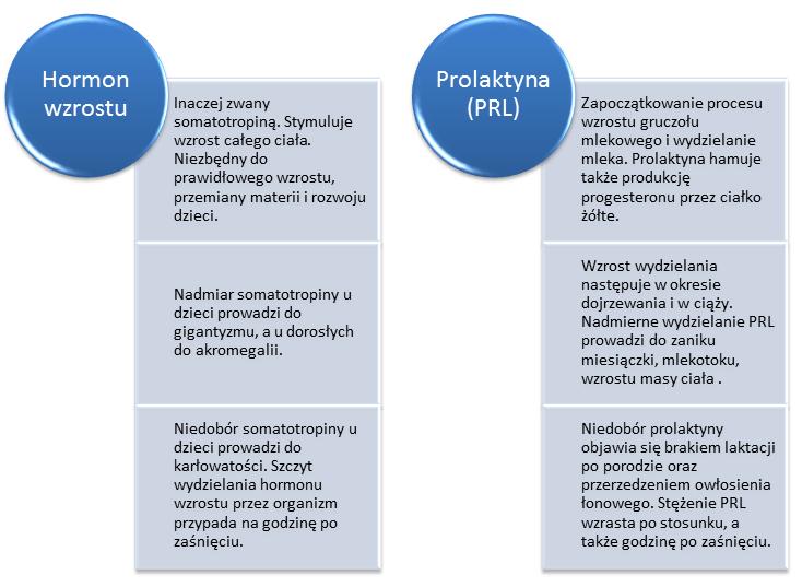 5 Przysadka mózgowa Przysadka mózgowa pełni funkcję regulatora innych gruczołów.