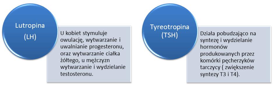 6 Hormony produkowane przez podwzgórze, a magazynowane przez tylny płat przysadki Hormony podwzgórza Podwzgórze pełni funkcję kontrolną nad