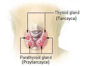9 Przytarczyce Tak jak bez tarczycy da się żyć, tak usunięcie przytarczyc prowadzi w krótkim czasie do śmierci.