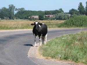 .pl https://www..pl Aby okiełznać takie zwierzę, dobrze mieć wykształcenie rolnicze, rolnik hodowca bydła (fot.tadeusz Śmigielski) 5.