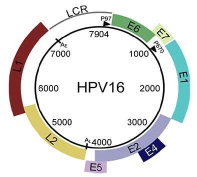 się, że podczas całego cyklu życiowego papillomawirusa w komórkach gospodarza produkowanych jest co najmniej 8 białek niestrukturalnych i dwa białka kapsydu. Ryc. 1. Schemat genomu wirusa HPV16.