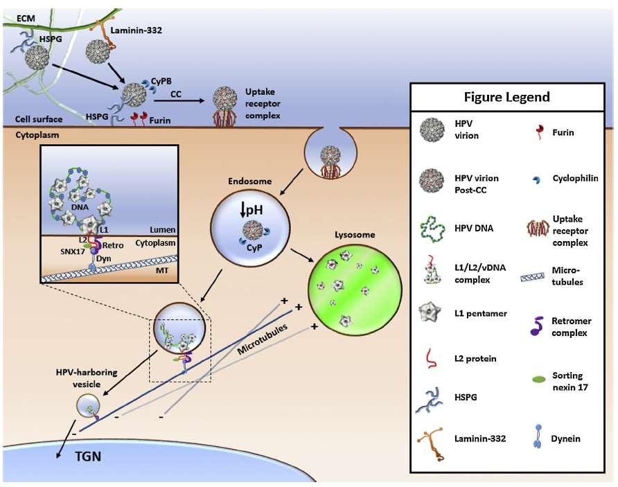 1 2 3 6 4 5 Ryc. 2. Wczesne etapy zakażenia komórki wirusem HPV16 - od wiązania wirusa do receptorów do transportu do bieguna trans aparatu Golgiego.