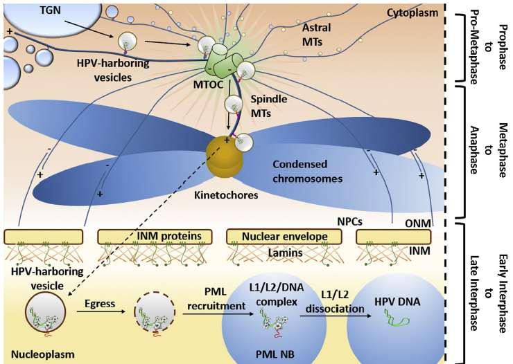 Ryc. 3. Transport wewnątrzkomórkowy HPV podczas mitozy.
