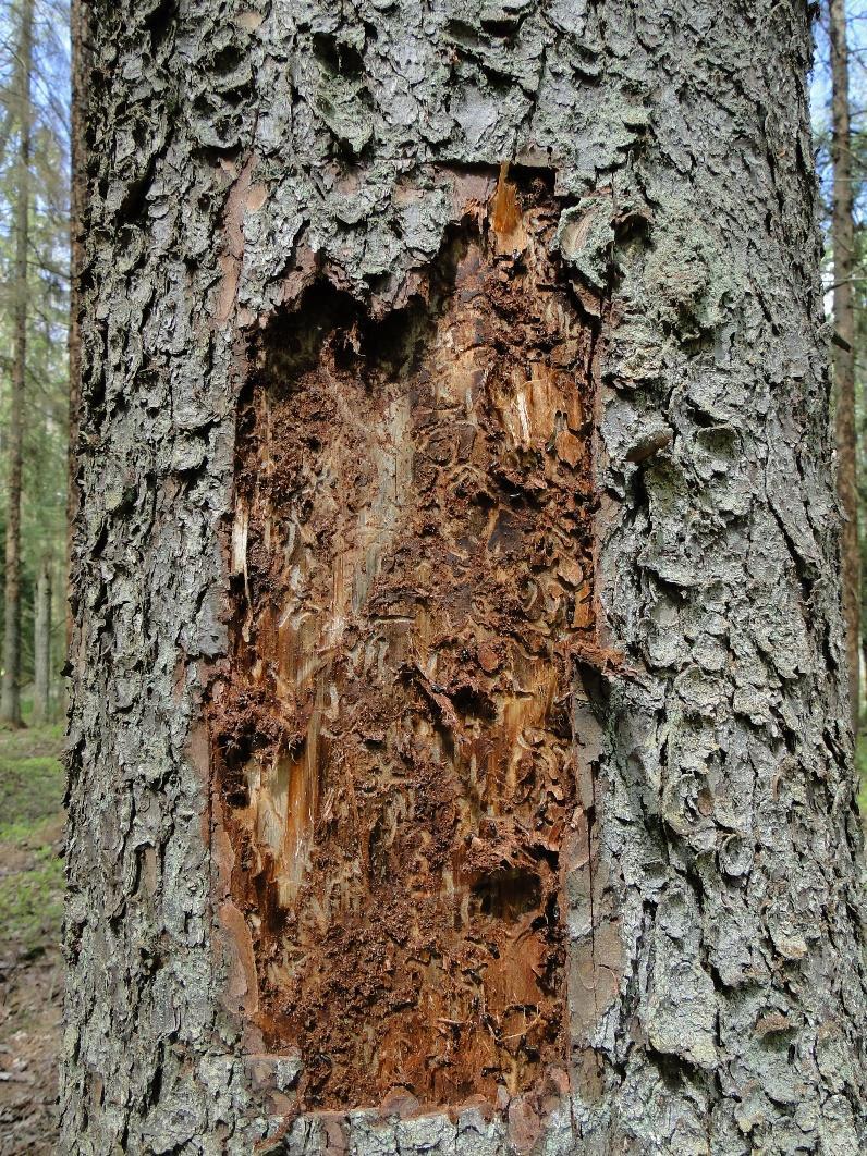 GENEZA GRADACJI Na powyższe MŚ odpowiedział pismem zakazującym prac z zakresu