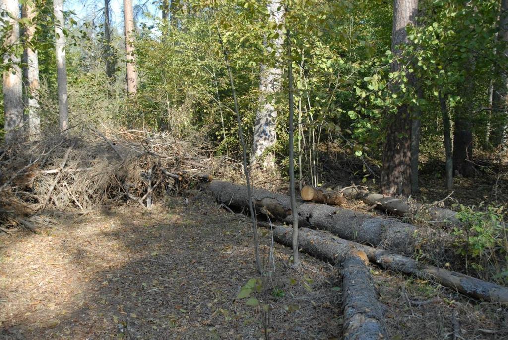 SKUTKI GRADACJI BEZPIECZEŃSTWO MARTWE DREWNO POŻAROWE 2014 2016 Trwają prace związane z porządkowaniem pasa 30 m od drogi wojewódzkiej Hajnówka- Białowieża z gałęzi chrustu i