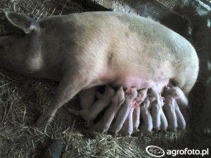 .pl https://www..pl Świnie często są nosicielami salmonellozy, prosięta są zakażane przez matkę nosicielkę. (Foto: AgroFoto.