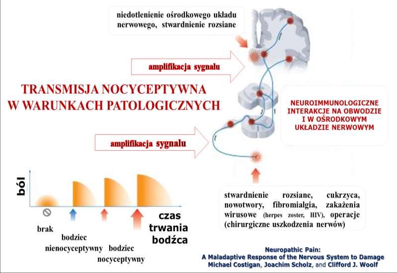 opioidy i ból W WYNIKU ROZWOJU SENSYTYZACJA