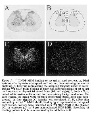 melanokortyny w bólu neuropatycznym