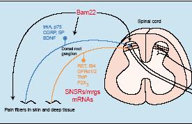 enkefaliny w bólu neuropatycznym Peptydy BAM z PENK działają probólowo SNSR 1-7 (receptor specyficzny dla neuronu sensorycznego) BAM22 wpływa na